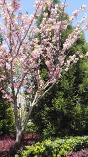 Die Cherry Blossoms am Bund